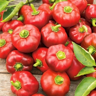 Papryka słodka pomidorowa 0,5kg